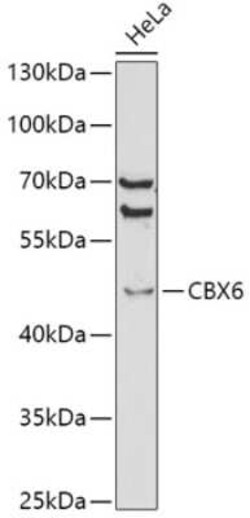 CBX6 Antibody - BSA Free, Novus Biologicals:Antibodies:Primary Antibodies