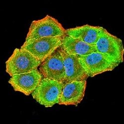 CBX7 Antibody (3H9D7) - BSA Free, Novus Biologicals:Antibodies:Primary