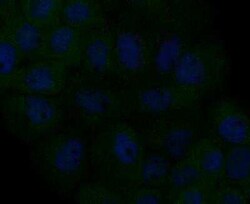 CCDC109A Antibody, Novus Biologicals 100 &mu;g, Unconjugated:Antibodies,