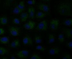 CCDC109A Antibody, Novus Biologicals 100 &mu;g, Unconjugated:Antibodies,