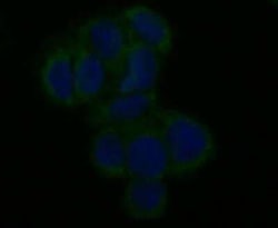 CCDC109A Antibody, Novus Biologicals 100 &mu;g, Unconjugated:Antibodies,