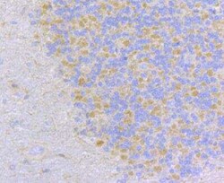 CCDC109A Antibody, Novus Biologicals 100 &mu;g, Unconjugated:Antibodies,