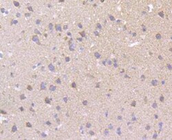 CCDC109A Antibody, Novus Biologicals 100 &mu;g, Unconjugated:Antibodies,