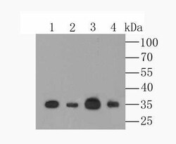 CCDC109A Antibody, Novus Biologicals 100 &mu;g, Unconjugated:Antibodies,