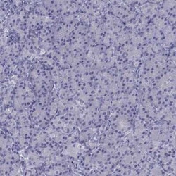 CCDC11 Antibody, Novus Biologicals 100 &mu;g; Unconjugated:Antibodies,