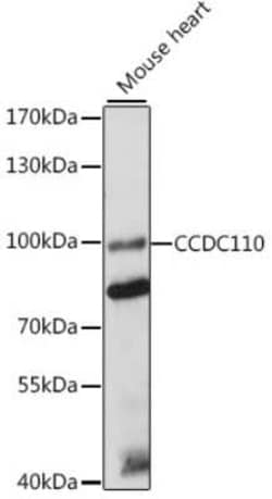 CCDC110 Antibody - Azide and BSA Free, Novus Biologicals:Antibodies:Primary