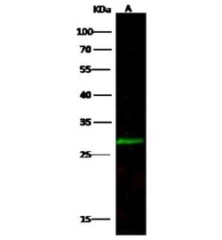 CCDC134 Antibody, Novus Biologicals 50 &mu;g; Unconjugated:Antibodies,