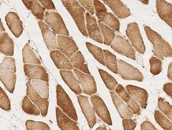 CCDC137 Antibody, Novus Biologicals 50 &mu;g; Unconjugated:Antibodies,