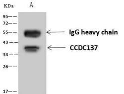 CCDC137 Antibody, Novus Biologicals 50 &mu;g; Unconjugated:Antibodies,