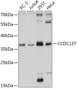 CCDC137 Antibody - Azide and BSA Free, Novus Biologicals 0.02 mL, Unconjugated:Antibodies,