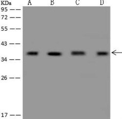 CCDC137 Antibody, Novus Biologicals 50 &mu;g; Unconjugated:Antibodies,