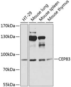 CCDC41 Antibody - BSA Free, Novus Biologicals 0.02 mL, Unconjugated:Anticorps,