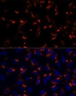CCDC47 Antibody - Azide and BSA Free, Novus Biologicals:Antibodies:Primary
