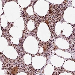 CCDC49 Antibody, Novus Biologicals:Antibodies:Primary Antibodies