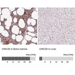 CCDC49 Antibody, Novus Biologicals:Antibodies:Primary Antibodies