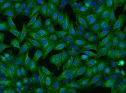 CCDC5 Antibody, Novus Biologicals 100 &mu;g; Unconjugated:Antibodies, Polyclonal