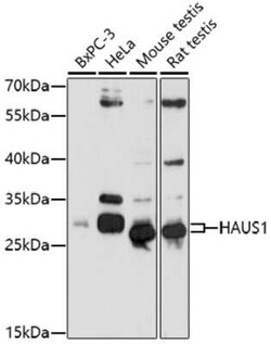 CCDC5 Antibody - Azide and BSA Free, Novus Biologicals 0.02 mL, Unconjugated:Antibodies,