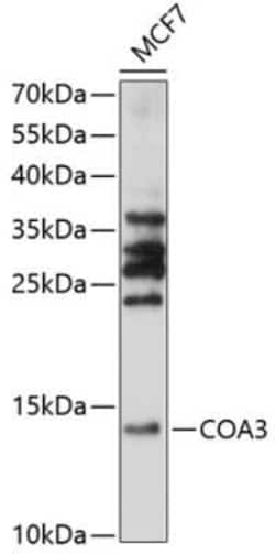 CCDC56 Antibody - Azide and BSA Free, Novus Biologicals:Antibodies:Primary