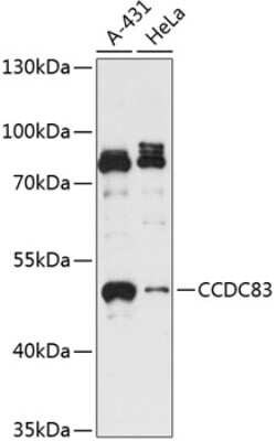 CCDC83 Antibody - Azide and BSA Free, Novus Biologicals 0.02 mL, Unconjugated:Antibodies,