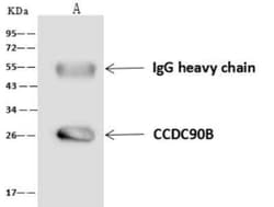 CCDC90B Antibody, Novus Biologicals 100 &mu;g; Unconjugated:Antibodies,