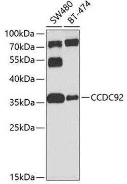 CCDC92 Antibody - BSA Free, Novus Biologicals 0.1 mL, Unconjugated:Antibodies,
