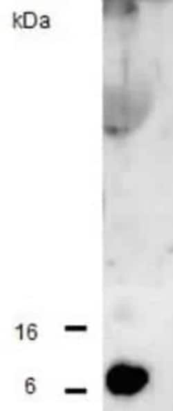 CCL2/MCP1 Antibody - BSA Free, Novus Biologicals:Antibodies:Primary Antibodies