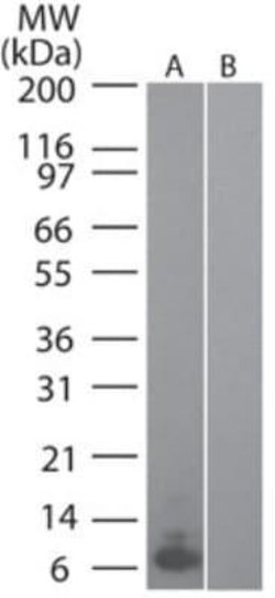 CCL20/MIP-3 alpha Antibody (4N5F7) - Azide and BSA Free, Novus Biologicals