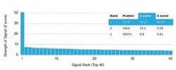 CCL8/MCP-2 Mouse anti-Human, Clone: CCL8/3311, Novus Biologicals:Antibodies:Primary