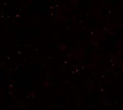 CCP110 Antibody - BSA Free, Novus Biologicals 0.1 mg | Buy Online | Novus Biologicals | Fisher Scientific