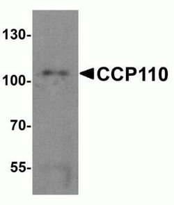 CCP110 Antibody - BSA Free, Novus Biologicals 0.1 mg | Buy Online | Novus Biologicals | Fisher Scientific