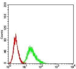 CCR1 Antibody (8E10G6) - BSA Free, Novus Biologicals 0.025 mL; Unconjugated:Antibodies,