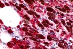 CCR11 Antibody - BSA Free, Novus Biologicals 0.05 mL, Unconjugated:Antibodies,