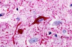 CCR11 Antibody - BSA Free, Novus Biologicals 0.05 mL, Unconjugated:Antibodies,