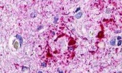 CCR11 Antibody - BSA Free, Novus Biologicals 0.05 mL, Unconjugated:Antibodies,