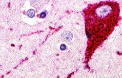 CCR11 Antibody - BSA Free, Novus Biologicals 0.05 mL, Unconjugated:Antibodies,