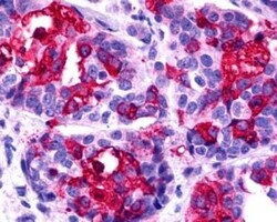 CCR11 Antibody - BSA Free, Novus Biologicals 0.05 mL | Buy Online | Novus Biologicals | Fisher Scientific