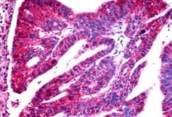 CCR11 Antibody - BSA Free, Novus Biologicals 0.05 mL | Buy Online | Novus Biologicals | Fisher Scientific