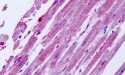 CCR11 Antibody - BSA Free, Novus Biologicals 0.05 mL | Buy Online | Novus Biologicals | Fisher Scientific