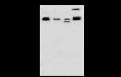 CCT3 Antibody, Novus Biologicals 100 &mu;g | Buy Online | Novus Biologicals | Fisher Scientific