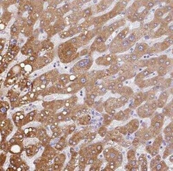 CCZ1 Antibody, Novus Biologicals 25 &mu;L, Unconjugated:Antibodies, Polyclonal