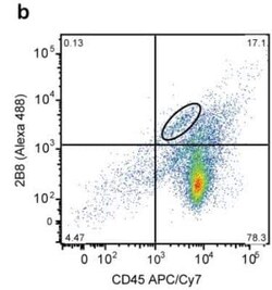 CD117/c-kit Antibody (2B8) - BSA Free, Novus Biologicals 0.1mg; Unlabeled:Antibodies,