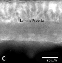CD117/c-kit Antibody (ACK2) - BSA Free, Novus Biologicals:Antibodies:Primary