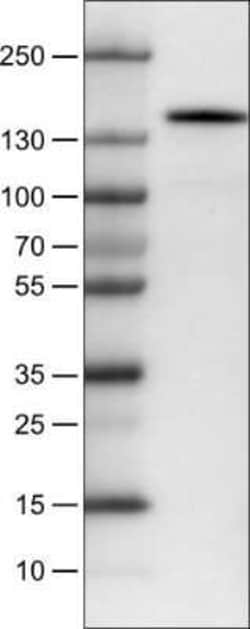 CD117/c-kit Antibody (CL1656), Novus Biologicals 25 &mu;L, Unconjugated:Antibodies,