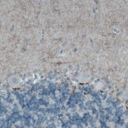 CD117/c-kit Antibody (CL1657), Novus Biologicals 25 &mu;L, Unconjugated:Antibodies,