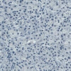 CD117/c-kit Antibody (CL1657), Novus Biologicals 25 &mu;L, Unconjugated:Antibodies,