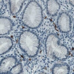 CD117/c-kit Antibody (CL1657), Novus Biologicals 25 &mu;L, Unconjugated:Antibodies,