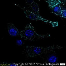 CD11b Antibody (M1/70.15) - BSA Free, Novus Biologicals 0.1mg; Unlabeled:Antibodies,