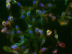 CD11b Antibody (M1/70.15) - BSA Free, Novus Biologicals 0.1mg; Unlabeled:Antibodies,