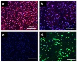 CD11b Antibody (M1/70.15) - BSA Free, Novus Biologicals 0.1mg; Unlabeled:Antibodies,