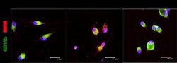 CD11b Antibody (M1/70.15) - BSA Free, Novus Biologicals 0.1mg; Unlabeled:Antibodies,